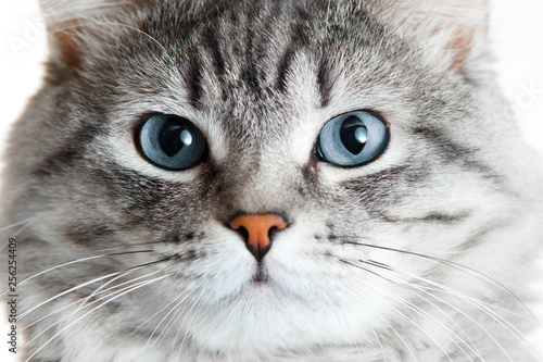 Funny large longhair gray tabby cute kitten with beautiful blue eyes. Pets and lifestyle concept. Lovely fluffy cat on grey background.