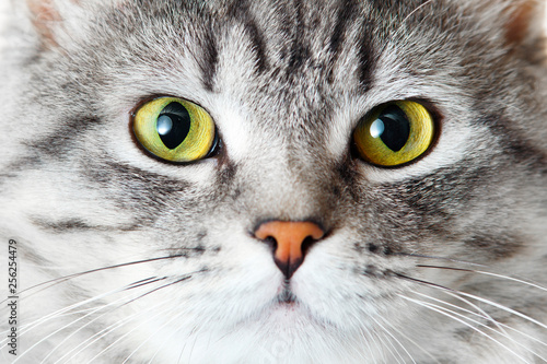 Funny gray tabby cute kitten with big beautiful eyes. Portrait of lovely fluffy cat.