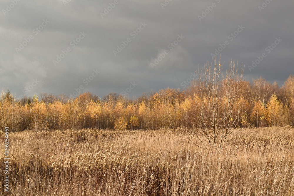 Autumn landscape. Field with dry grass. Dry yellowed grass and dark clouds Autumn landscape. Field with dry grass. Dry yellowed grass and dark clouds