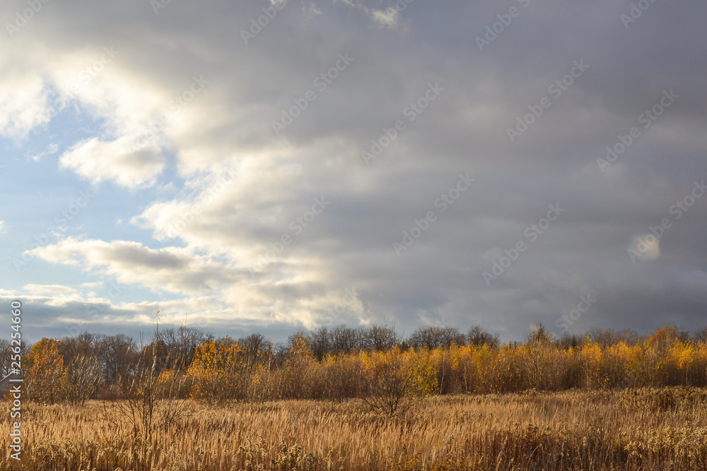 Autumn landscape. Field with dry grass. Dry yellowed grass and dark clouds