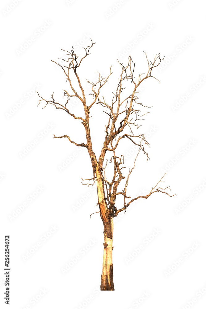 Dry tree dead on white background Dry tree dead on white background