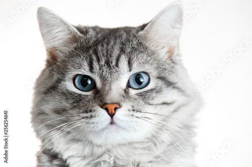 Canvas Print Funny large longhair gray tabby cute kitten with beautiful blue eyes