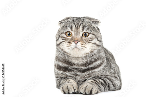 Cute cat lying on white background