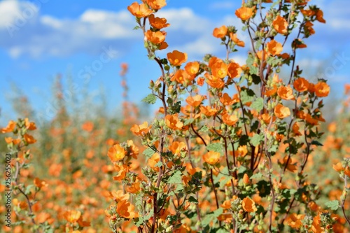 Desert Globemallow Arizona Superbloom Orange Flowers