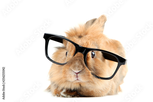 Brown rabbit with black glasses isolated on white background © 5second