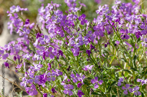 A plant (Matthiola farinosa) with violet flowers blooms by the sea