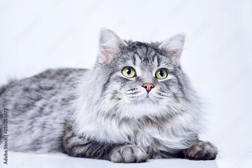 Funny large longhair gray tabby cute kitten with beautiful yellow eyes. Pets and lifestyle concept. Lovely fluffy cat on grey background.