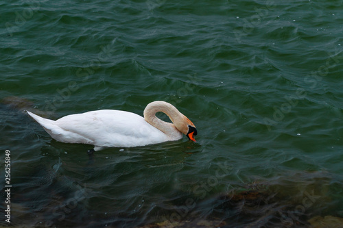 White swan swimming in the lake 