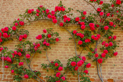 Fototapeta Naklejka Na Ścianę i Meble -  a roses climb on a brick wall /an explosion of blooming coloured  roses