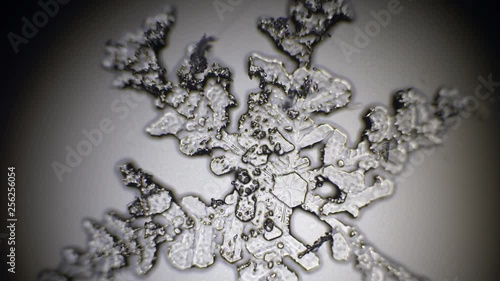 transparent snowflake under the microscope melts