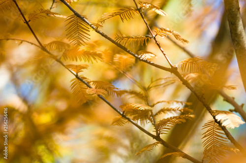 Golden Branches of Autumn Displayed on a Dawn Redwood Tree