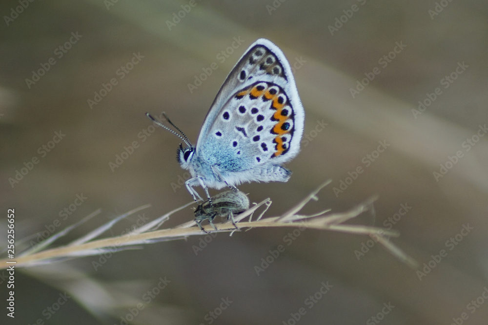 Obraz premium Makroaufnahme eines Hauhechel-Bläuling Schmetterling (Polyommatus icarus) auf einem Käfer sitzend