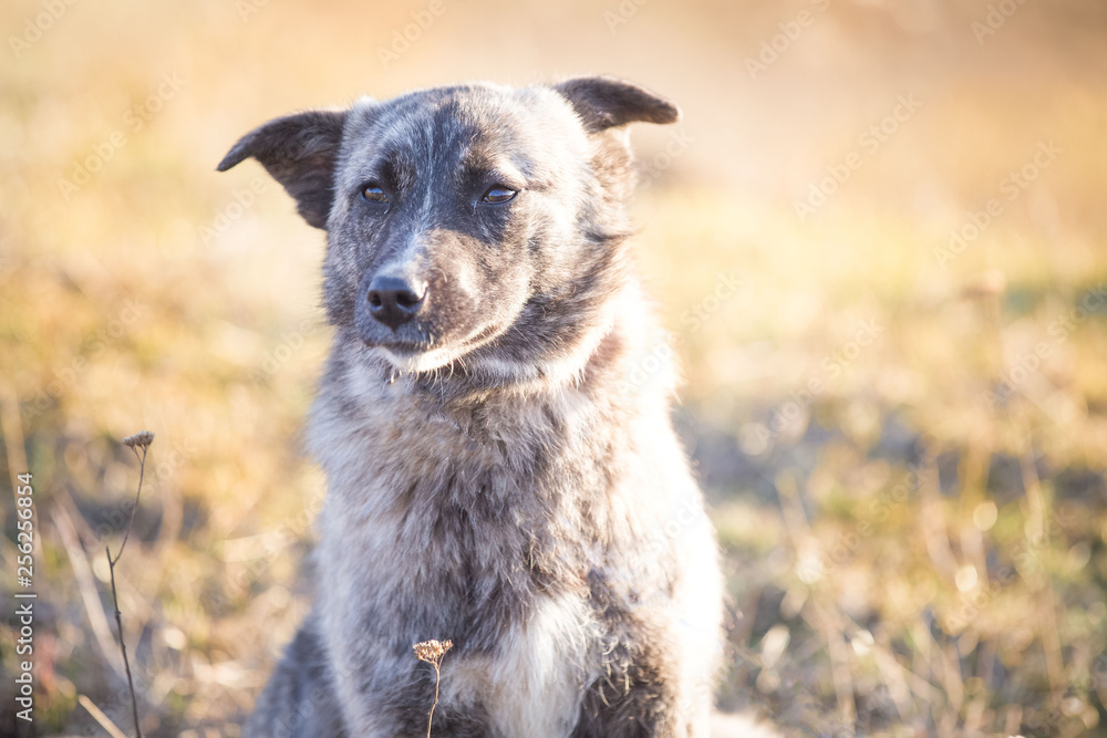 Happy adopted stray dog  