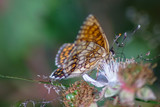 Makroaufnahme eines Sumpfwiesen-Perlmuttfalter Schmetterling  (Boloria selene) auf einer Brombeer Blüte