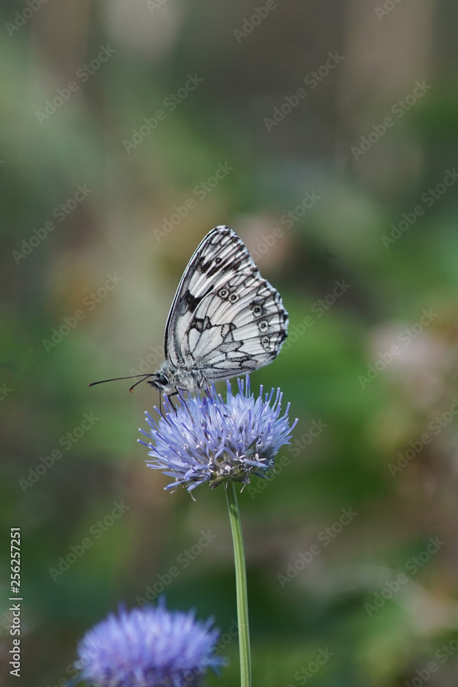 Obraz premium Makroaufnahme eines Schachbrett Schmetterling auf einer blauen Blüte