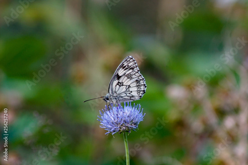 Wallpaper Mural Makroaufnahme eines Schachbrett Schmetterling auf einer  blauen Blüte Torontodigital.ca