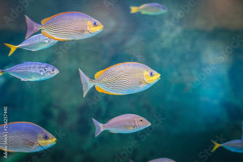 Java rabbitfish
