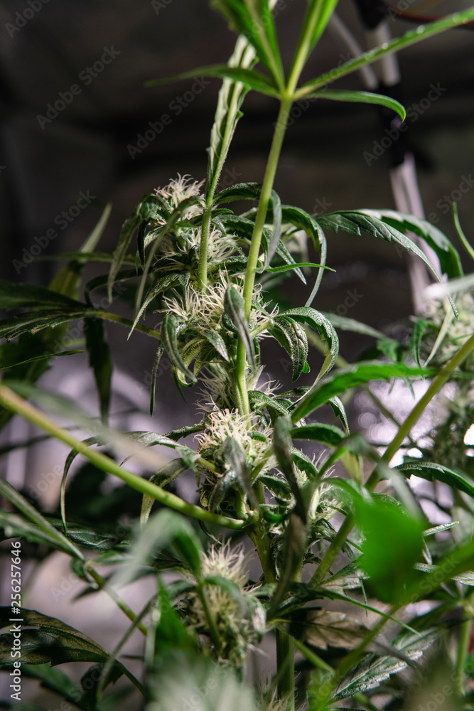 Obraz premium Flowering marijuana in closeup. Medical strains of cannabis. Instagram resolution