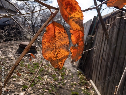 red leaves in the spring garden