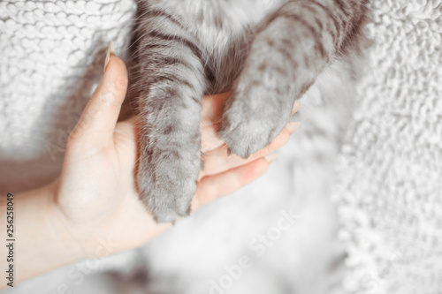 Cat's paws in human palms. Woman holding her lovely fluffy cat. Help between the person and a cat. Gray tabby cute kitten.