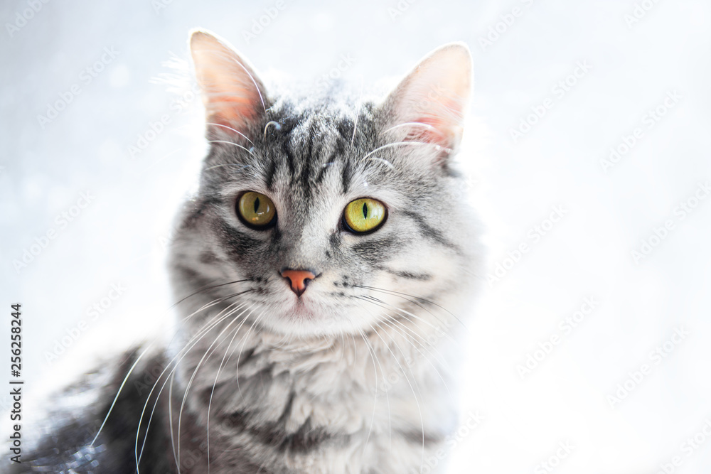 Funny large longhair gray tabby cute kitten with beautiful yellow eyes. Pets and lifestyle concept. Lovely fluffy cat. Funny large longhair gray tabby cute kitten with beautiful yellow eyes. Pets and lifestyle concept. Lovely fluffy cat.