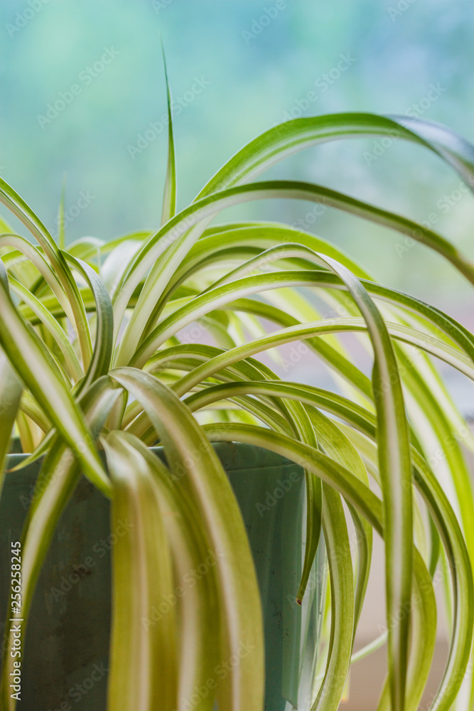Obraz premium Chlorophytum, indoor potted plant, close-up blue background - image