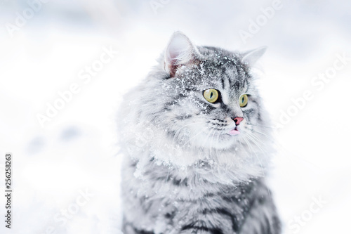 Lovely fluffy cat with big beautiful eyes walking on fresh white deep snow, outdoors. Gray cute kitten walks in winter park on a cold snowy winter day. Seasons, pets concept.