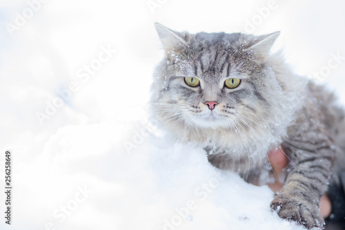 Lovely fluffy cat with big beautiful eyes walking on fresh white deep snow, outdoors. Gray cute kitten walks in winter park on a cold snowy winter day. Seasons, pets concept.