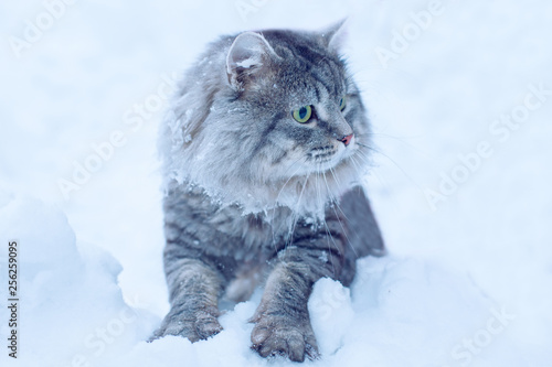 Lovely fluffy cat with big beautiful eyes walking on fresh white deep snow, outdoors. Gray cute kitten walks in winter park on a cold snowy winter day. Seasons, pets concept.