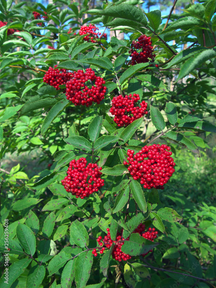 Bush of ripe red elderberry in the garden Bush of ripe red elderberry in the garden