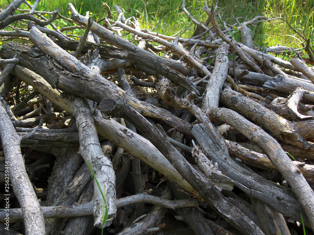 Hill of old wood branches collected in the forest Hill of old wood branches collected in the forest