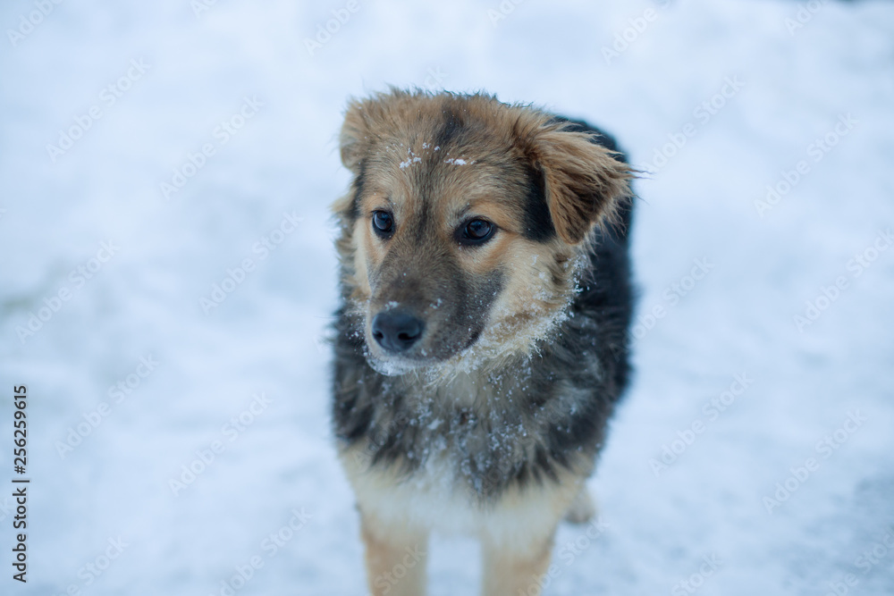 Naklejka premium Lovely fluffy dog with big dark beautiful eyes walking on fresh white deep snow, outdoors. Dog walks in winter park on a cold snowy winter day. Seasons, pets concept.