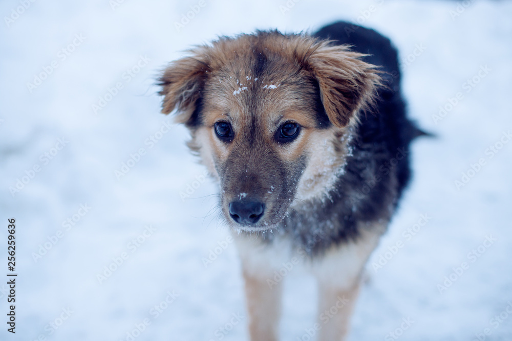 Lovely fluffy dog with big dark beautiful eyes walking on fresh white deep snow, outdoors. Dog walks in winter park on a cold snowy winter day. Seasons, pets concept. Lovely fluffy dog with big dark beautiful eyes walking on fresh white deep snow, outdoors. Dog walks in winter park on a cold snowy winter day. Seasons, pets concept.