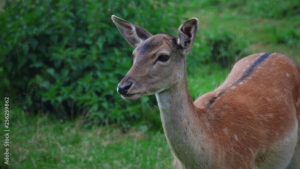 Hirschkuh - Reh - Wildtiere Hirschkuh - Reh - Wildtiere