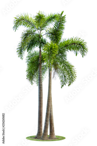 Betel palm trees or Betel nut isolated on white background.