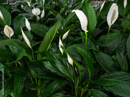 Evergreen plant of spathiphyllum. White flowers and juicy green leaves of a beautiful flower