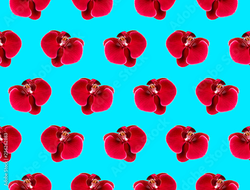 Pattern Beautiful red Phalaenopsis orchid flowers on blue emerald background. Tropical flower, flower pattern. Holiday, Women's Day, Flower Card flat lay. Creative floral background