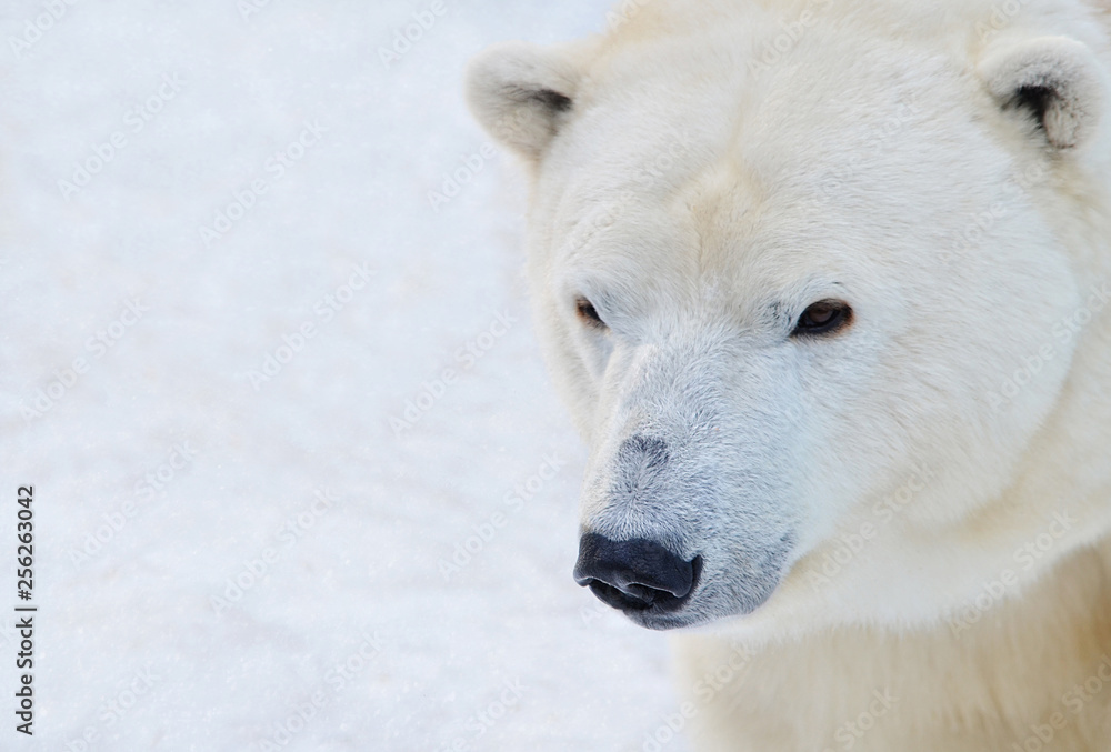 polar bear