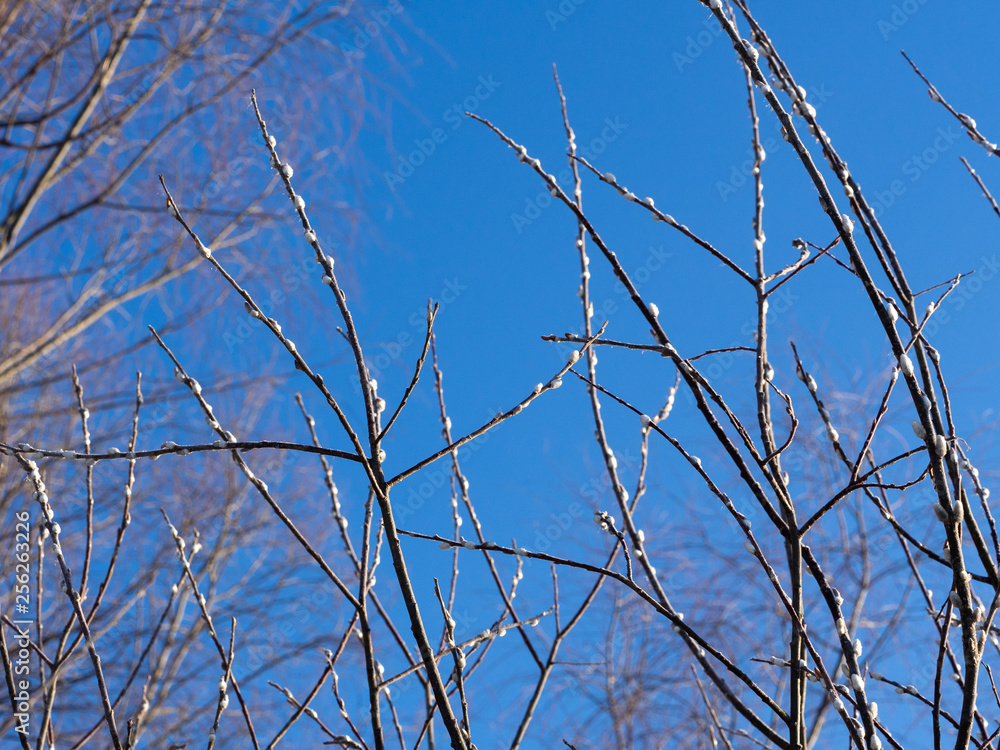 Fototapeta premium Branches of a bush at the beginning of spring. Sunny and frosty day. Sky is blue. Willow begins to bloom.
