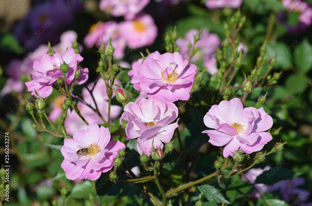 Group of delicate pink roses in full bloom in a summer garden, in direct sunlight, with blurred green leaved in the background Group of delicate pink roses in full bloom in a summer garden, in direct sunlight, with blurred green leaved in the background