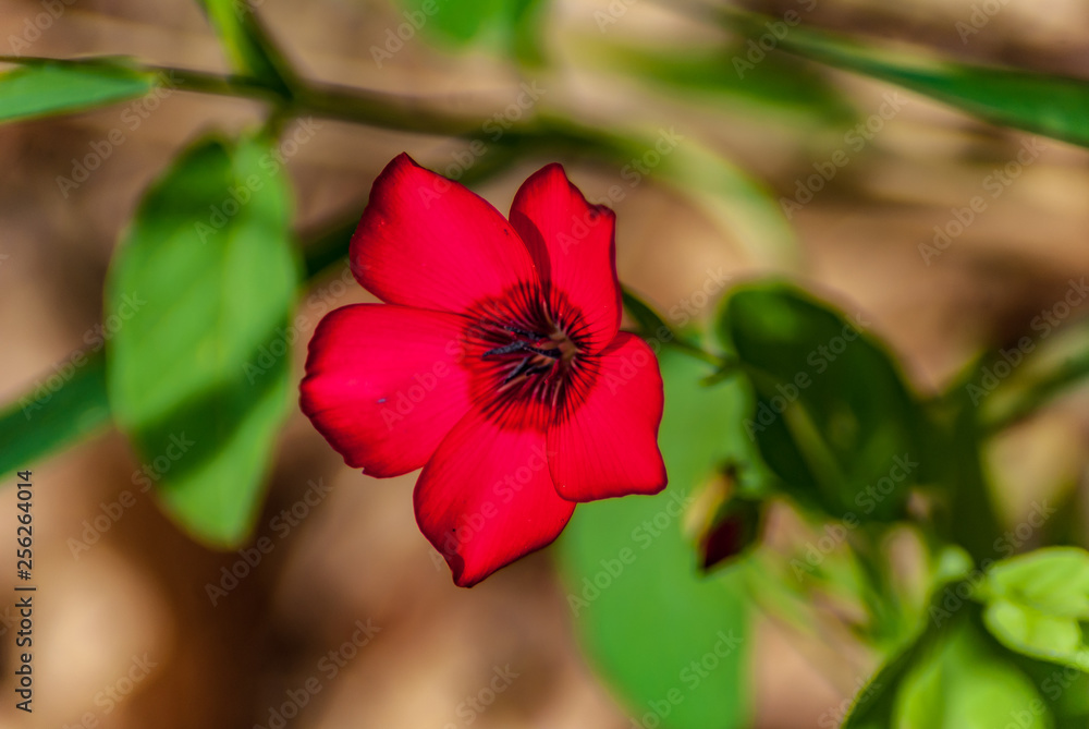 Fototapeta premium Fiore del pisello odoroso