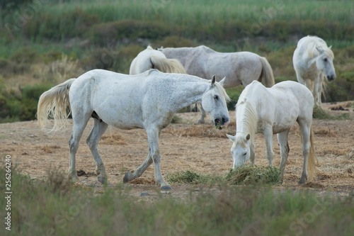 White Camargue horses grazing. The white Camargue horses are the symbol of the Camargue, Provence, Bouches-du-Rhône, France