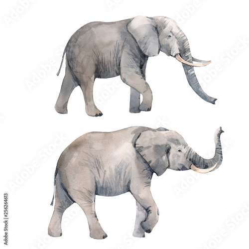Canvas Print Watercolor elephant illustration