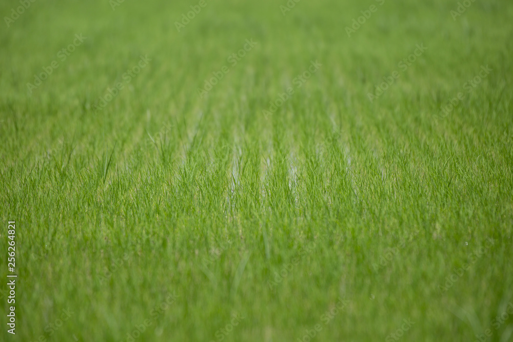 Rice cultivation in the Camargue. Rice field in the Camargue, Provence, Bouches-du-Rhône, France