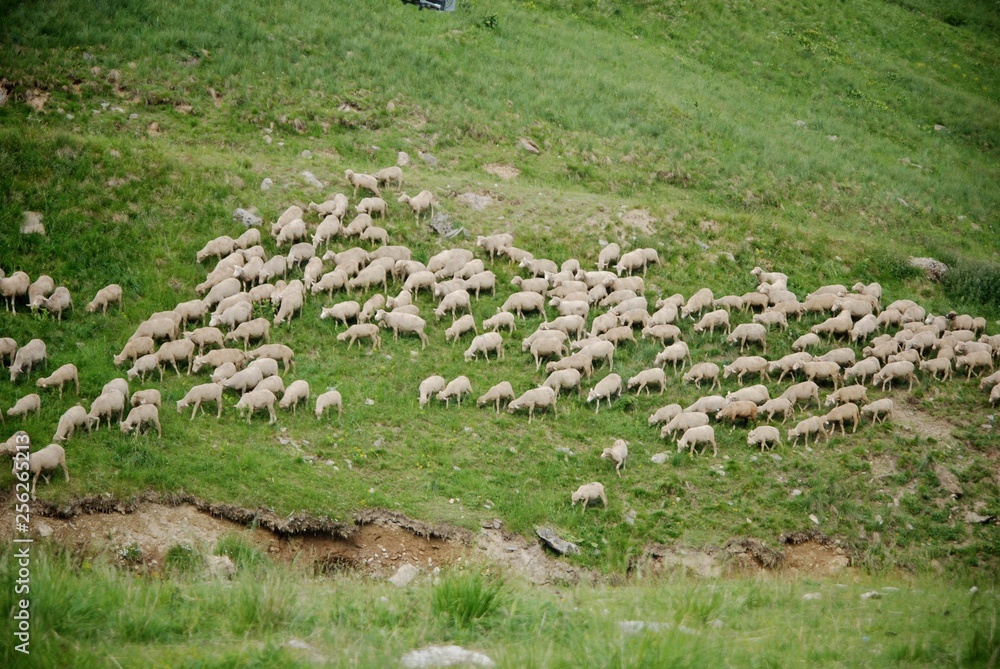 Naklejka premium mouton