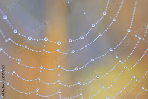 Spiderweb closeup and dew drops