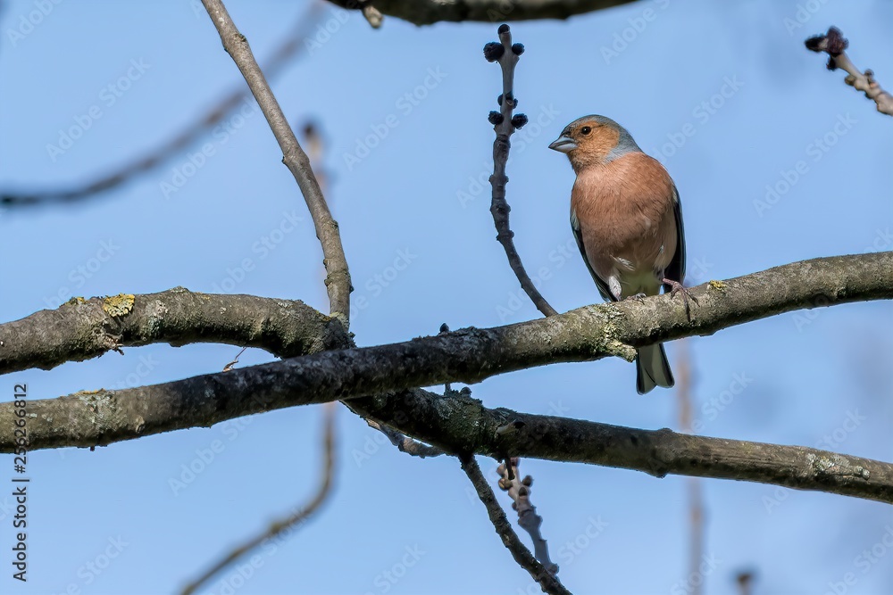 finch fringilla coelebs bird on tree
