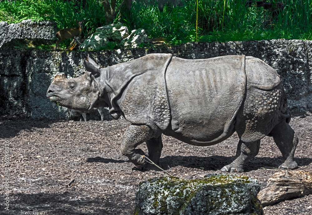 Fototapeta premium Great indian rhinoceros. Latin name - Rhinoceros unicornis 