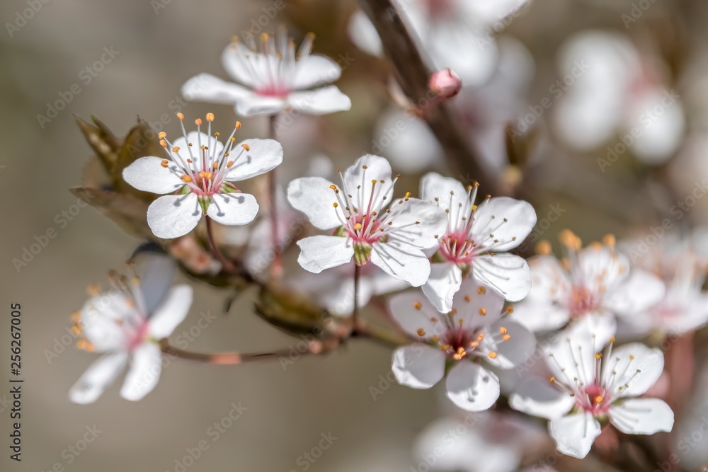 Naklejka premium white flower on the tree in spring