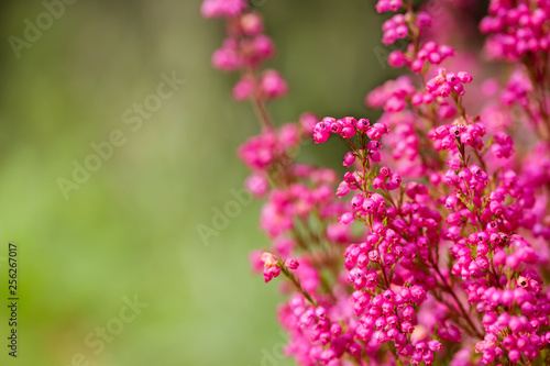 Pink heather flowers background - close up